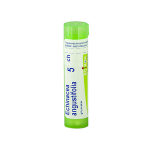 4g-echinacea-angustifolia-ch5-golyocskak-1.jpg