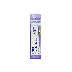 4g-thuja-occidentalis-c30-golyocskak-1.jpg
