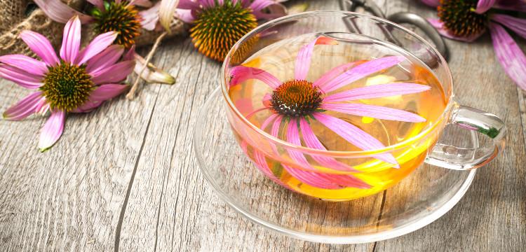 Echinacea: miért van helye a házi patikánkban?
