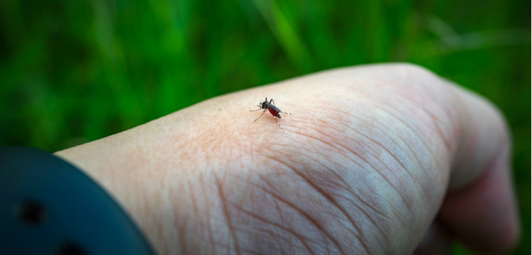 Rovarméreg allergia – Minden, amit tudni kell róla