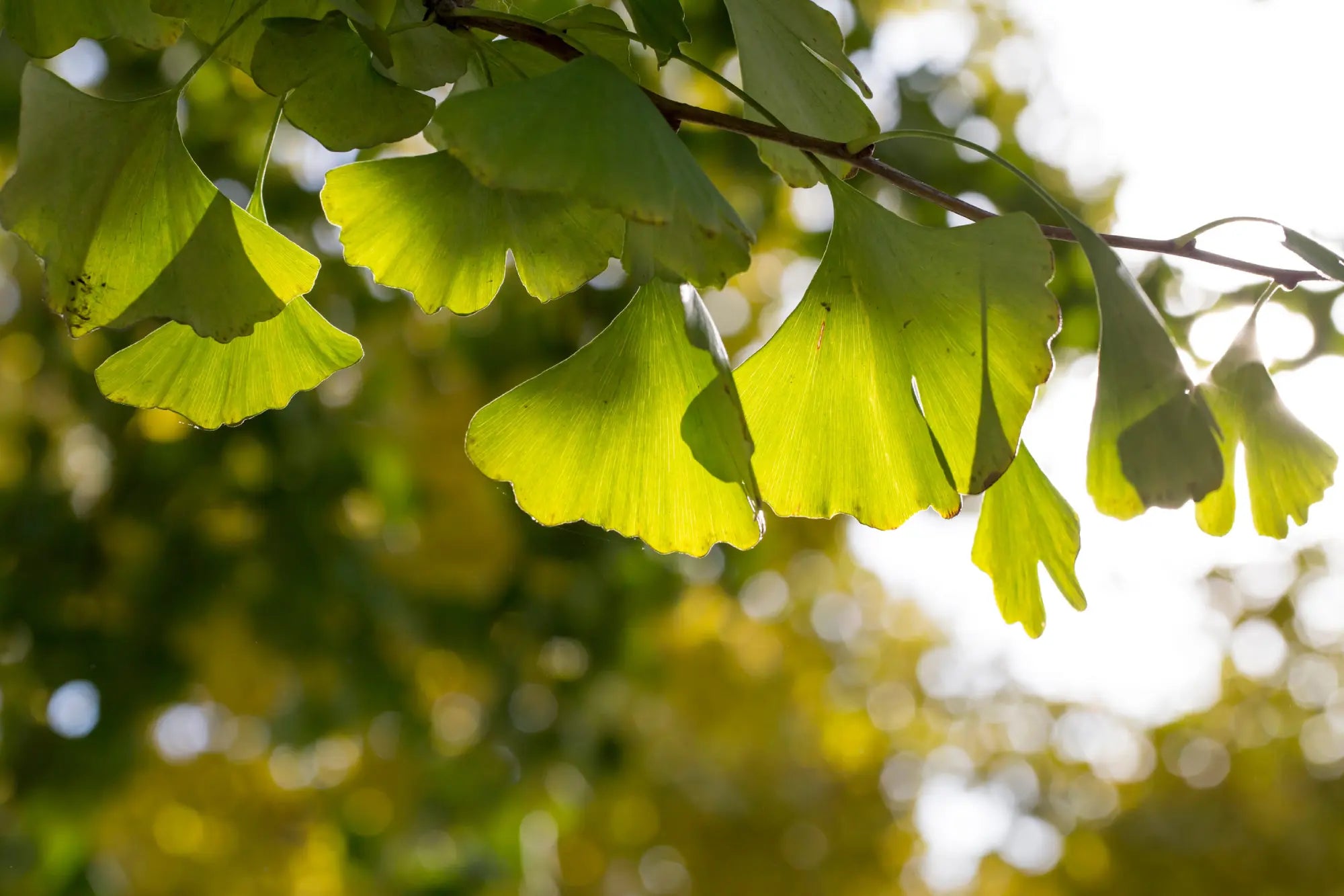 Mi a ginkgo biloba hatása a szervezetre?