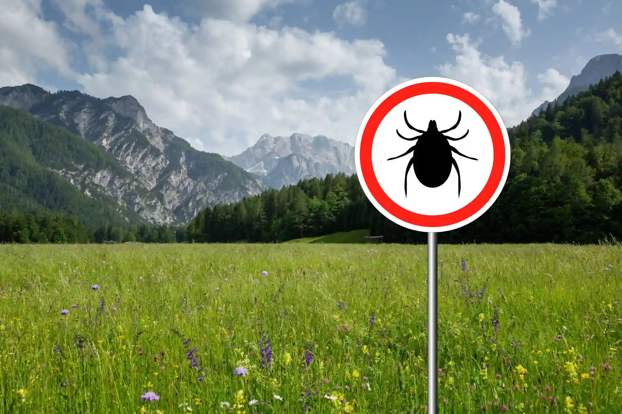 Kullancsveszélyes, magas fűvel benőtt terület